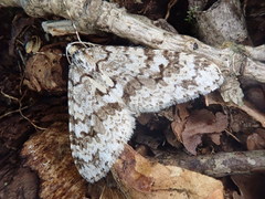 Trichopteryx miracula