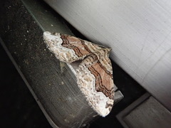 Xanthorhoe hortensiaria