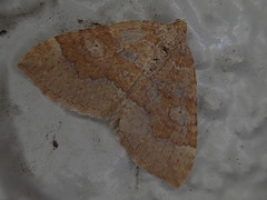 Idiotephria evanescens