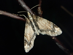 Trichopteryx ussurica