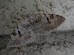 Venusia megaspilata
