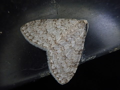 Trichopteryx ignorata