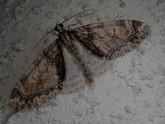 Trichopteryx ussurica