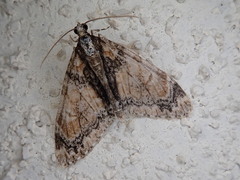 Trichopteryx ussurica