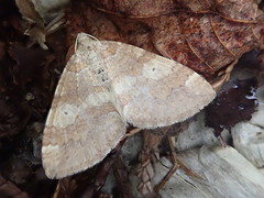 Idiotephria evanescens