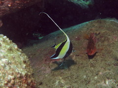 Hypoplectrodes maccullochi