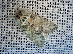 Eriodonta amagisana