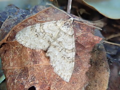 Trichopteryx fastuosa