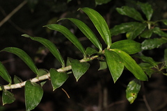 Freycinetia scandens