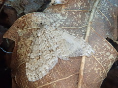 Trichopteryx ignorata