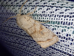 Orthosia evanida