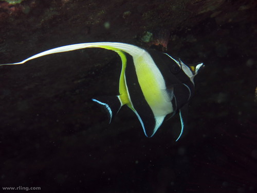Moorish Idol
