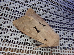 Orthosia carnipennis