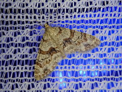 Trichopteryx fastuosa