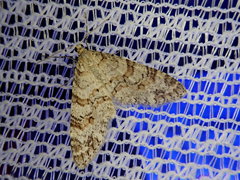 Trichopteryx fastuosa