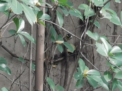 Periparus venustulus