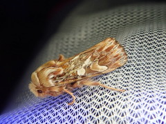 Panolis japonica
