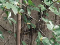 Periparus venustulus