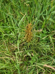 Aciphylla squarrosa squarrosa
