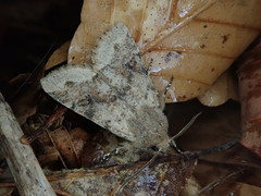 Orthosia limbata