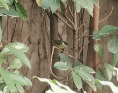 Periparus venustulus