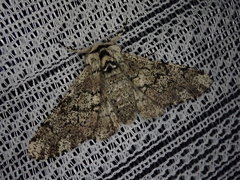 Biston robustum robustum