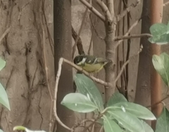 Periparus venustulus