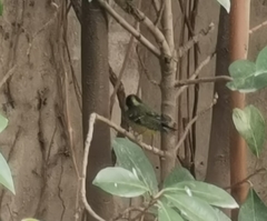 Periparus venustulus