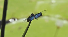 Rhyothemis resplendens