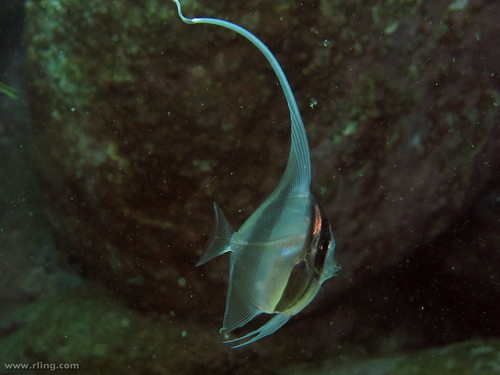 Moorish Idol