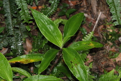Pollia macrophylla