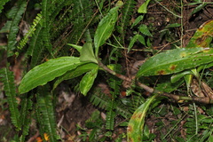 Pollia macrophylla
