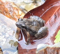 Crinia parinsignifera