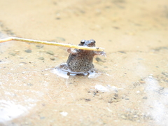 Crinia parinsignifera