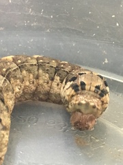 Erinnyis yucatana