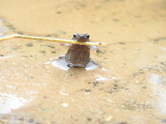 Crinia parinsignifera