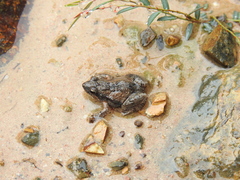 Crinia parinsignifera