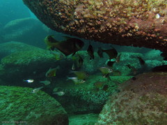 Pempheris affinis