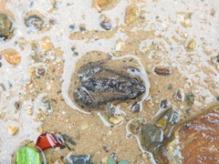 Crinia parinsignifera