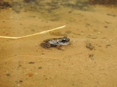 Crinia parinsignifera