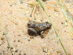 Crinia parinsignifera