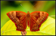 Abisara bifasciata suffusa