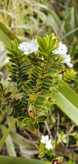 Veronica canterburiensis