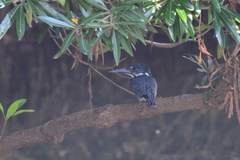 Megaceryle maxima maxima