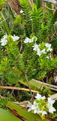 Veronica canterburiensis