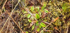 Plantago unibracteata