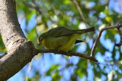 Zosterops virens virens