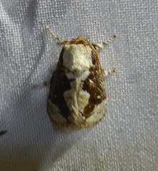 Mecytha fasciata