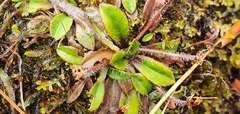 Plantago unibracteata