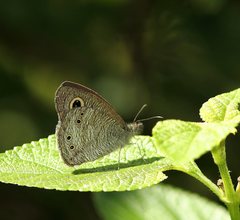 Ypthima baldus